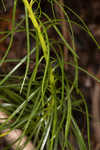 Narrowleaf ironweed 